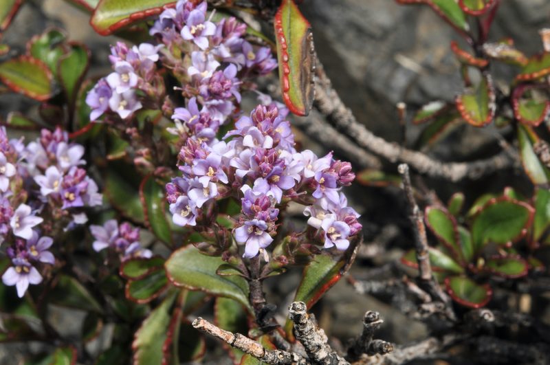 Veronica scrupea, photographed by Pieter Pelser