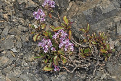Veronica scrupea, photographed by Pieter Pelser