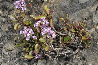 Veronica scrupea, photographed by Pieter Pelser