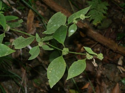 Hedyotis uncinella, photographed by Jacy Chen