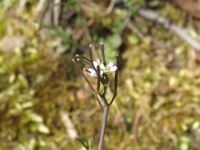 Cardamine parviflora, photographed by Reuven Martin