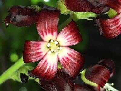 Averrhoa bilimbi, photographed by AnnLazaro