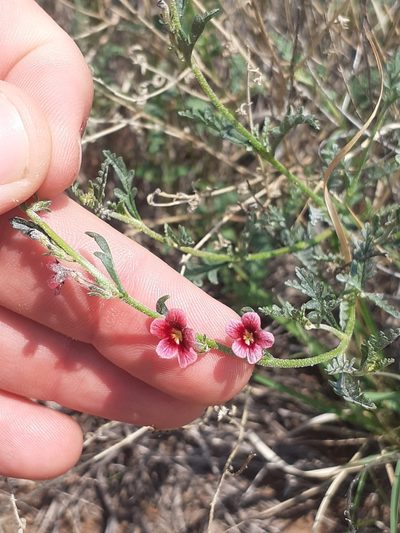 Jamesbrittenia stricta, photographed by Brian du Preez