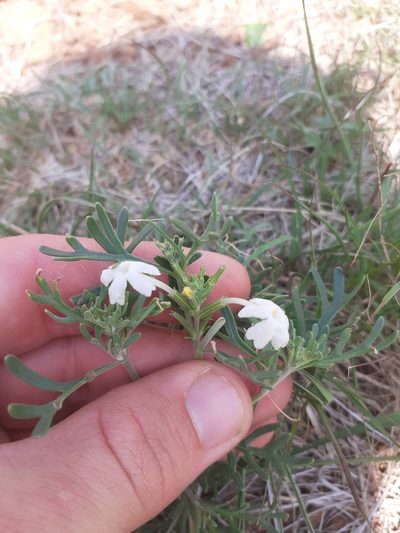 Chascanum pinnatifidum, photographed by Brian du Preez