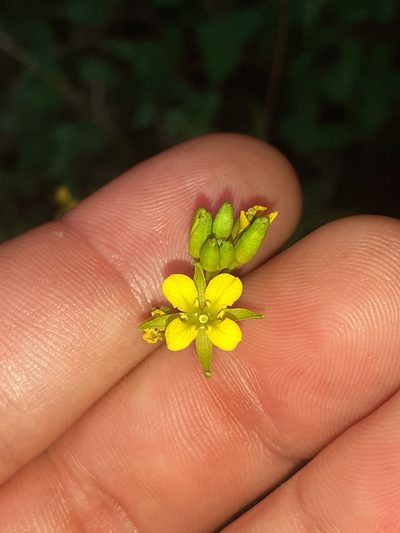 Sisymbrium capense, photographed by Brian du Preez