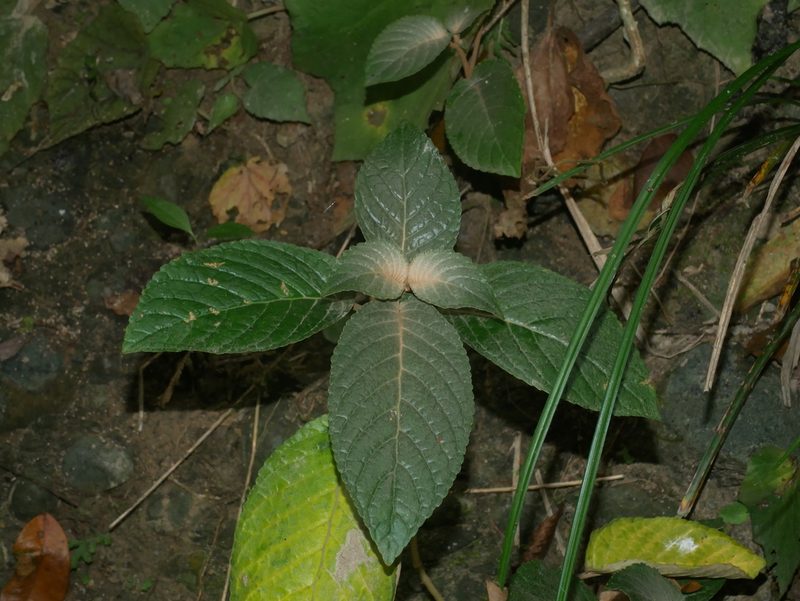 Paraboea swinhoei, photographed by Jacy Chen