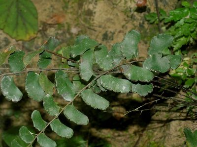 Adiantum philippense, photographed by Jacy Chen