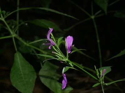 Hypoestes purpurea, photographed by Jacy Chen