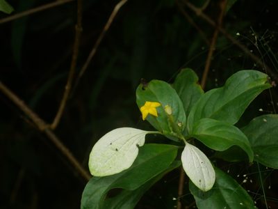 Mussaenda parviflora, photographed by Jacy Chen