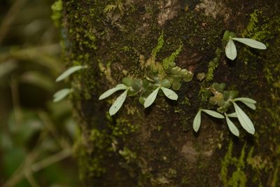 Porpax exilis, photographed by Siddarth Machado