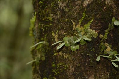 Porpax exilis, photographed by Siddarth Machado