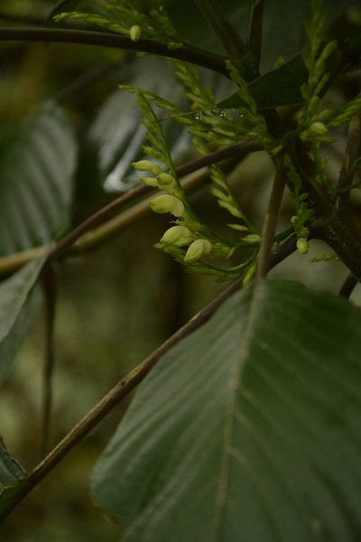 Gymnostachyum latifolium, photographed by Siddarth Machado