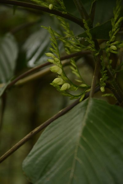 Gymnostachyum latifolium, photographed by Siddarth Machado