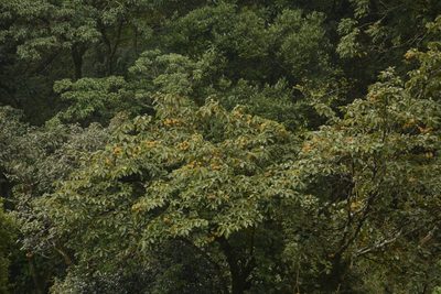 Sterculia guttata, photographed by Siddarth Machado