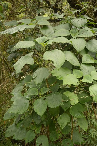 Gymnostachyum latifolium, photographed by Siddarth Machado