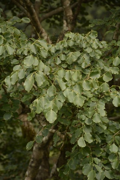 Dalbergia latifolia, photographed by Siddarth Machado