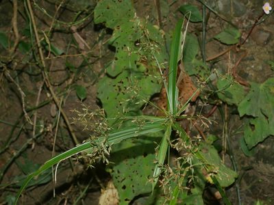 Cyperus diffusus, photographed by Jacy Chen