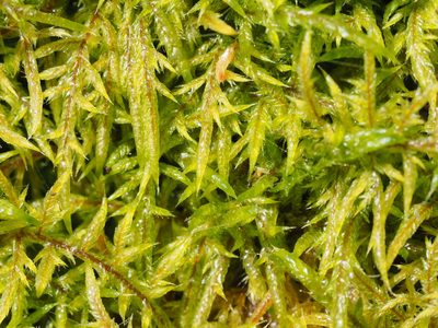 Wijkia extenuata, photographed by Jesse de Vries