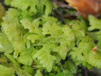 Trichocolea mollissima, photographed by Jesse de Vries
