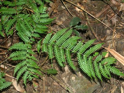 Pteris longipes, photographed by Jacy Chen