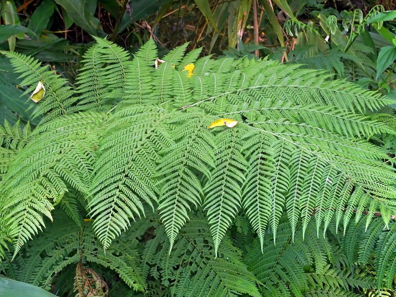 Hypolepis tenuifolia, photographed by Jacy Chen