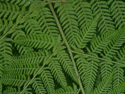 Hypolepis tenuifolia, photographed by Jacy Chen