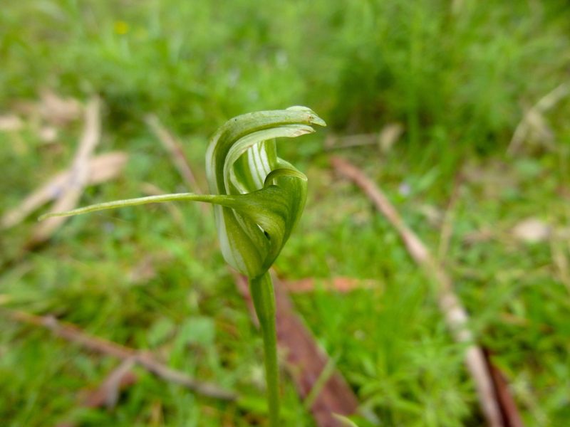 Pterostylis alpina, photographed by Kiri Bee