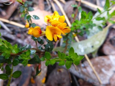 Pultenaea gunnii, photographed by Kiri Bee