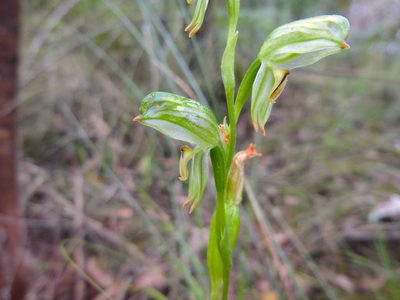Pterostylis melagramma, photographed by Kiri Bee