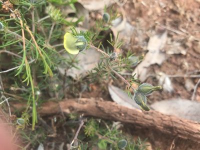 Gompholobium tomentosum, photographed by Ann Bentley