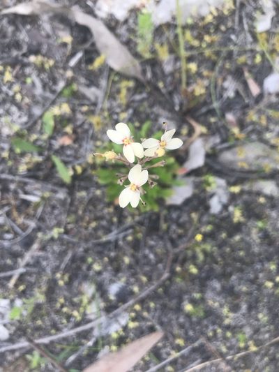 Stylidium spathulatum, photographed by Ann Bentley