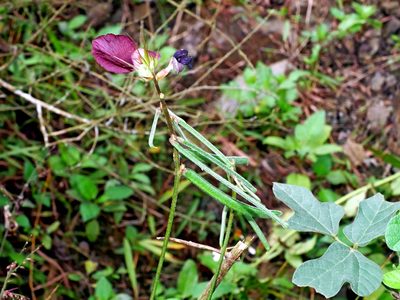 Macroptilium bracteatum, photographed by Jacy Chen