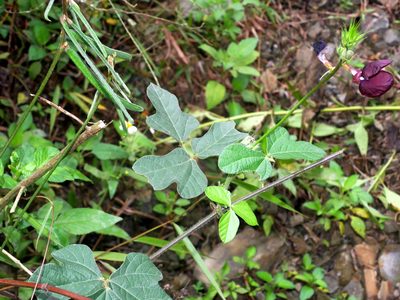 Macroptilium bracteatum, photographed by Jacy Chen