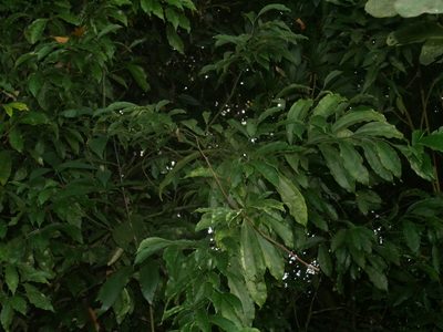 Pachygone laurifolia, photographed by Jacy Chen