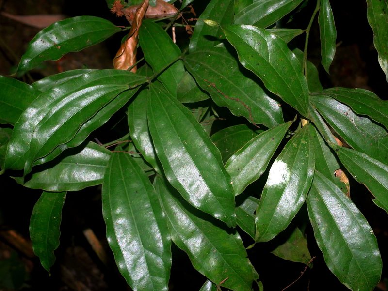 Pachygone laurifolia, photographed by Jacy Chen