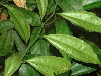 Pachygone laurifolia, photographed by Jacy Chen