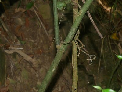 Pachygone laurifolia, photographed by Jacy Chen