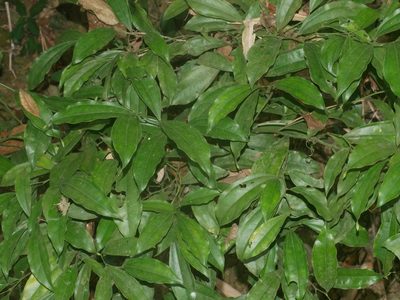Pachygone laurifolia, photographed by Jacy Chen
