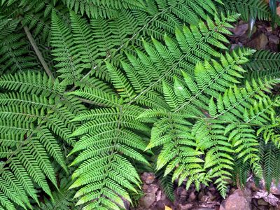 Hypolepis tenuifolia, photographed by Jacy Chen