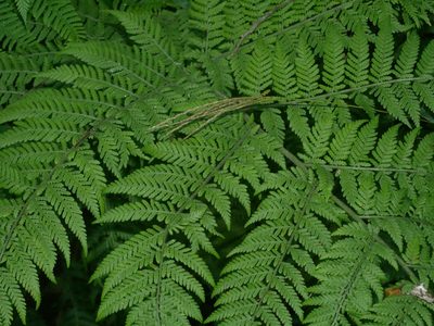 Hypolepis tenuifolia, photographed by Jacy Chen