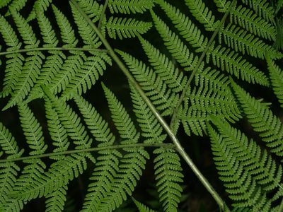 Hypolepis tenuifolia, photographed by Jacy Chen