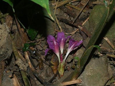 Zingiber shuanglongense, photographed by Jacy Chen