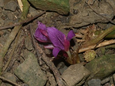 Zingiber shuanglongense, photographed by Jacy Chen