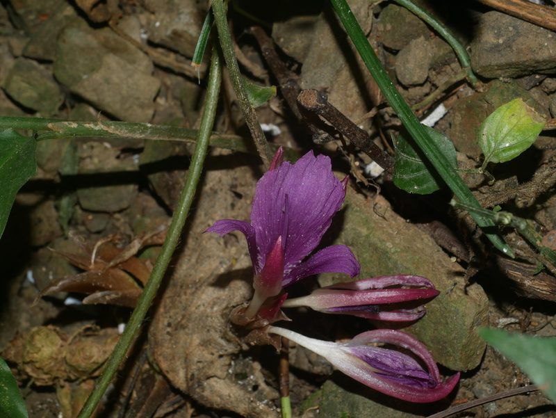 Zingiber shuanglongense, photographed by Jacy Chen