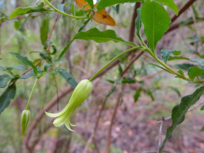 Billardiera mutabilis, photographed by Kiri Bee