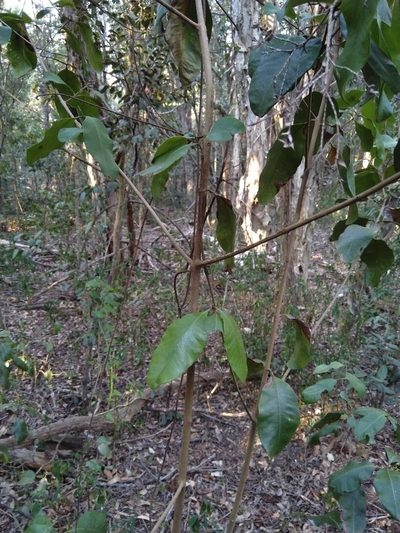 Xanthostemon oppositifolius, photographed by Tony van Kampen