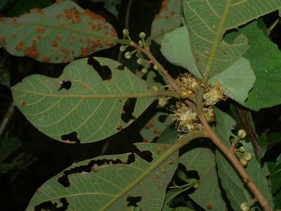 Litsea akoensis, photographed by Jacy Chen