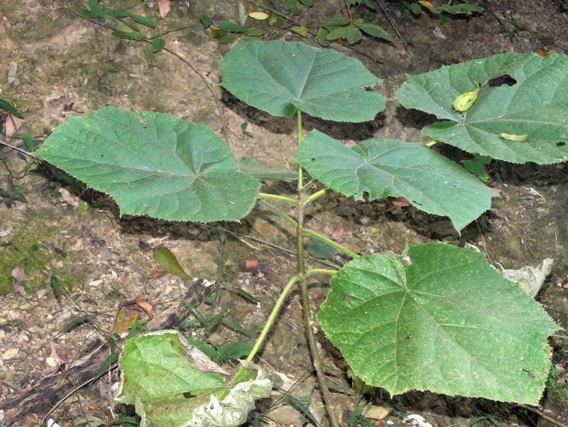 Paulownia fortunei, photographed by Jacy Chen