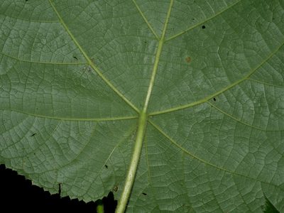 Paulownia fortunei, photographed by Jacy Chen
