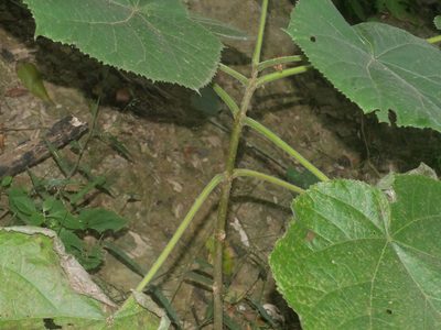 Paulownia fortunei, photographed by Jacy Chen